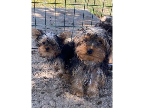 Tea cup yorkshire terrier