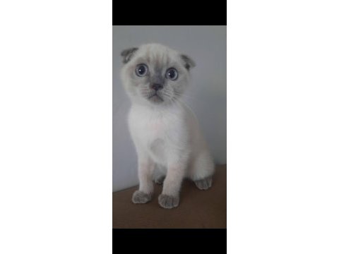 Sevimli kedilerimiz