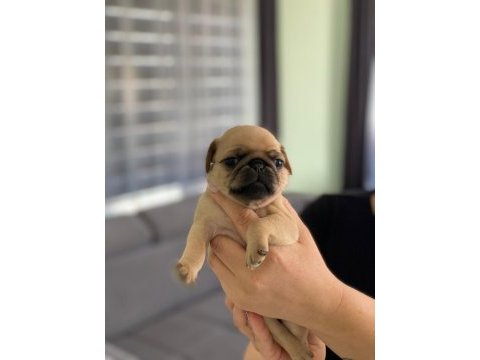 Pug prensesimin güzel yavruları