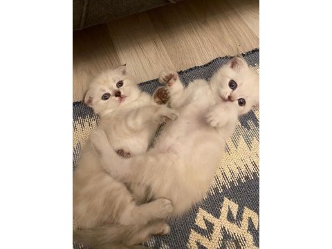 4 yavru kedimiz saf scottish fold