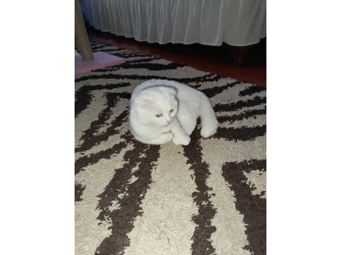 Scottish fold kedimize eş arıyoruz