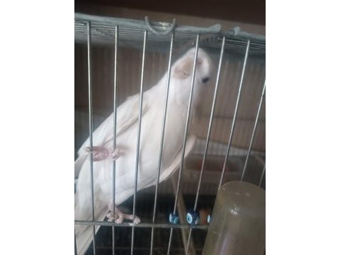 2 yaşında albino erkek kızgın ve lutino ve gren sultan