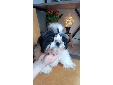 A kalite şecereli shih tzu yavruları