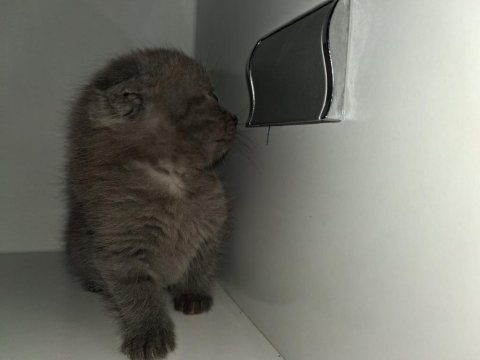 Yavru british shorthair