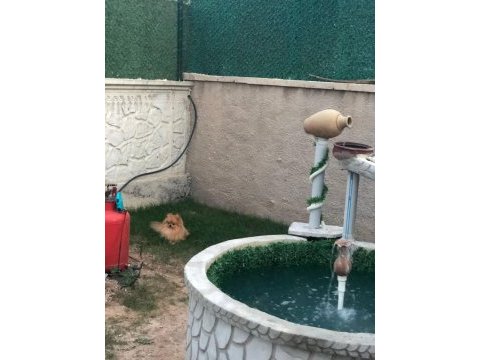 Eşleşme tecrübeli pomeranian oğlumuza dişi arıyoruz