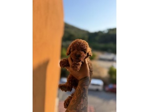 Muazzam anatomi kore teacup dişi poodle