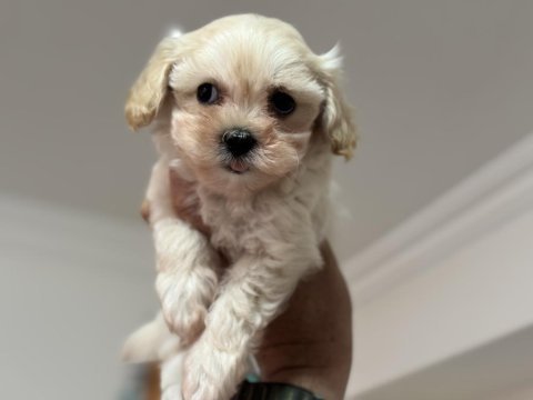 Petmode köpek çiftliğinden tea cup maltipoo