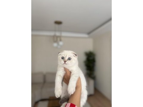 Scottısh fold sılver yavrularım 