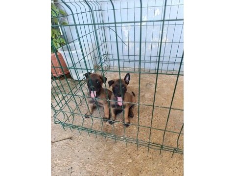 Belçika malinois dişi ve erkek mevcut