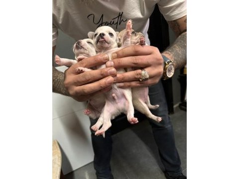Orjinal chihuahua yavrular