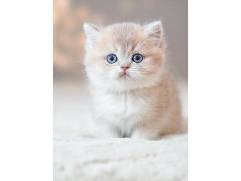 Bulunmaz rengiyle by golden british shorthair 