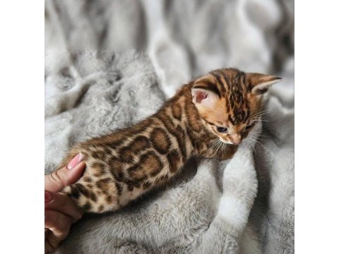 Brown bengal kedisi wcf şecereli ozyfelines
