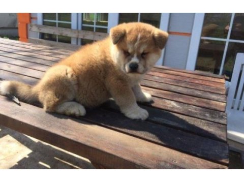 Irk ve sağlık garantili japon akita yavrular