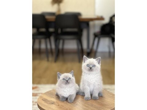 Hemen teslim british shorthair blue point yavrum