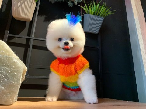 2.5 aylık pomeranian boo ayı surat yavrularımız