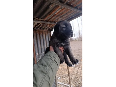 Kaliteli yavru köpeğimizi sahiplendirme