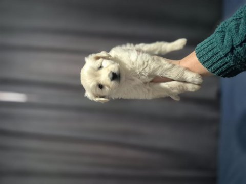 Maltipoo yavrum 55 günlük köpeğimiz