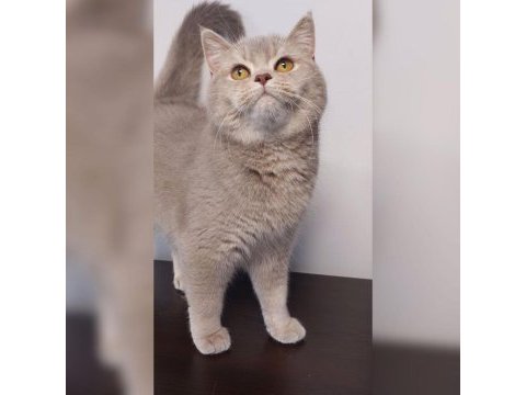 İki kedimiz ömürlük yuvasını arıyor