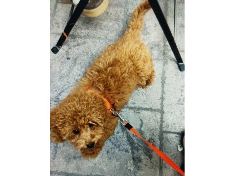 Toy poodle orjinal