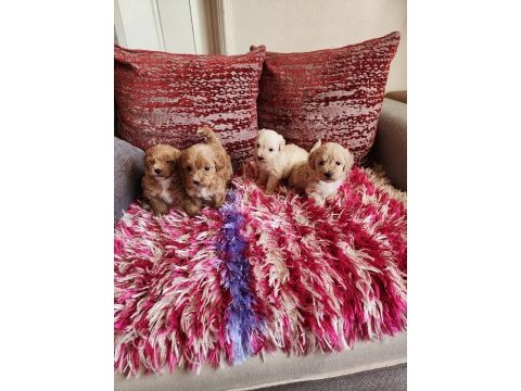 Sağlık ve ırk garantili kore maltipoo