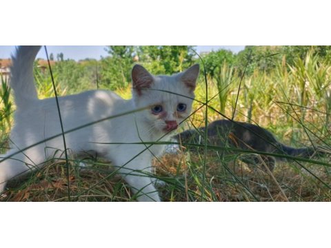 British shorthair 4 aylıklar yardımcı olunur