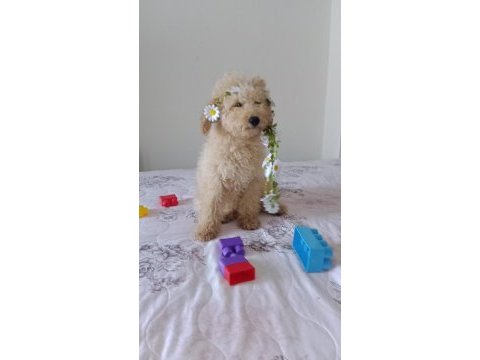 Toy poodle bebeklerimiz yeni yuvasını arıyor tekirdağ