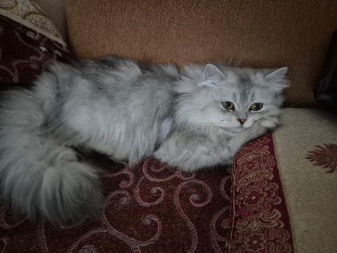 British longhair ücretsiz sahiplendirme