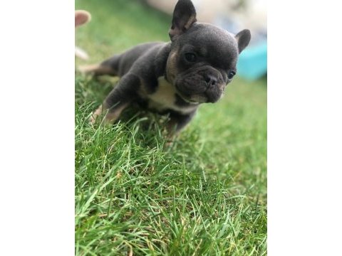 French bulldog bayram şekerlerimiz ömürlük yuvalarını arıyor