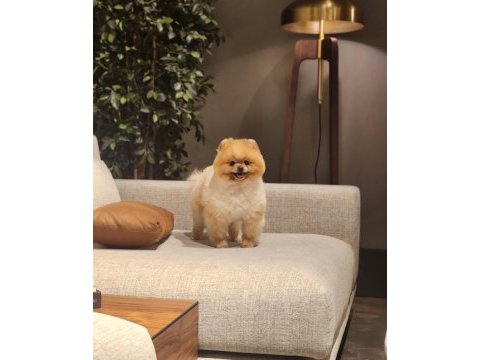 Efsane yetişkin erkek 16 aylık pomeranian