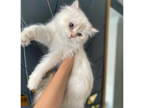 British golden longhair full secereli