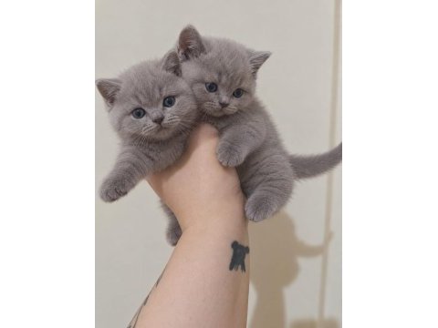 Cınamon a kalıte british shorthair