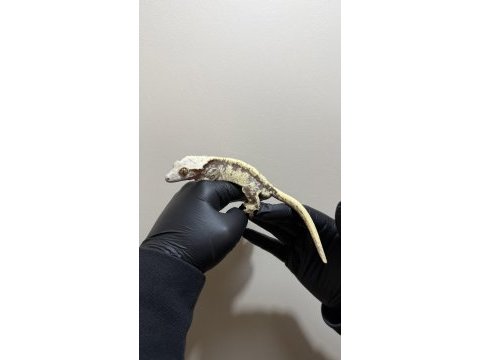 Yetıskın crested geckolar