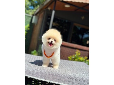 Sağlık ve ırk garantili pomeranian köpeği