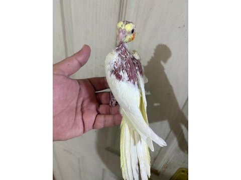 39 günlük sultan papağanı kusursuz lutino bebek