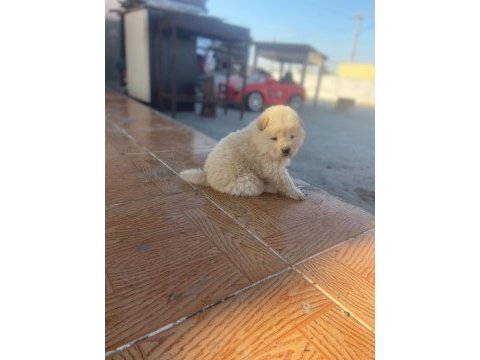 Chow chow köpeğimiz