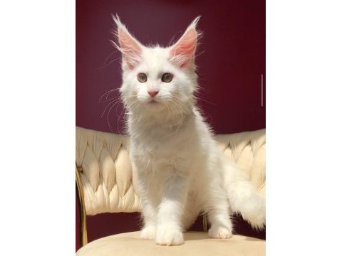 Mco beyaz dişi üst kaliteli maine coon