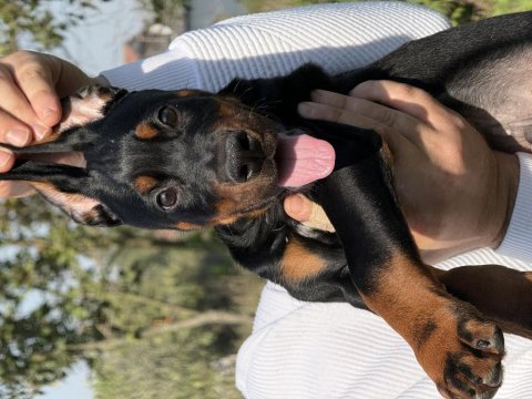New diablo sonya puppy