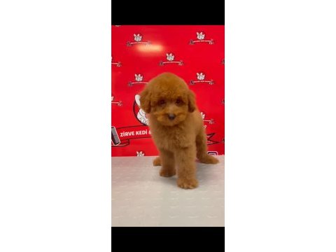Red-apricot poodle yavrular