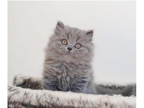 British longhair yavruları