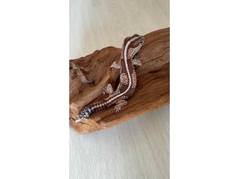 Aft gecko
