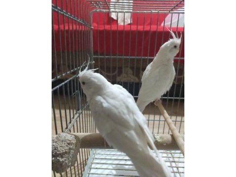 Yeni yeme düşen albino kırmızı göz sultan papağanı