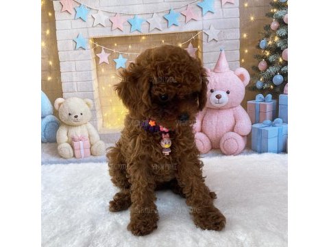 Yavru kore poodle