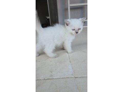 Kedilerime yuva arıyorum