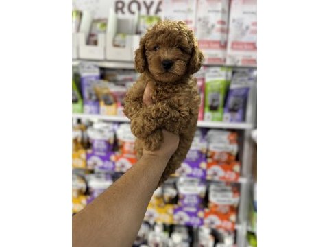 Toy poodle minikler için arayabilirsiniz