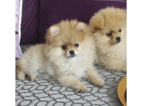 Pomeranian boo sıfır numara