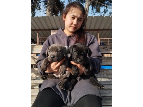 Cane corso yavrularımız çiftliğimızden