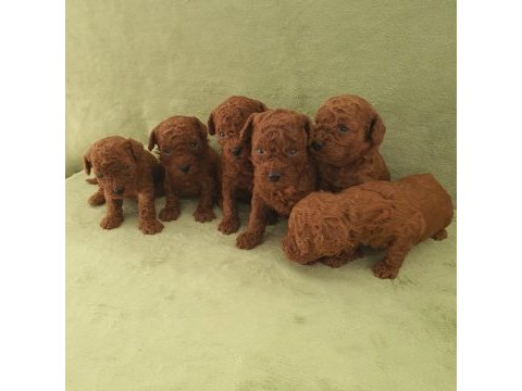 Harika kore poodle yavruları bebek surat