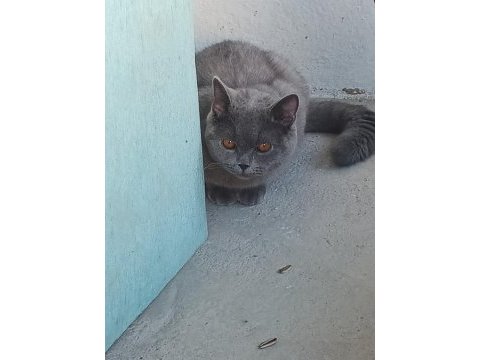 British shorthair güzel ve uysal kedimiz
