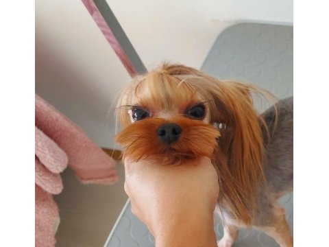 Şecereli yetişkin erkek yorkshire terrier