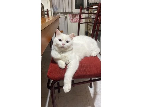 Ücretsiz sahiplendirme erkek british shorthair
